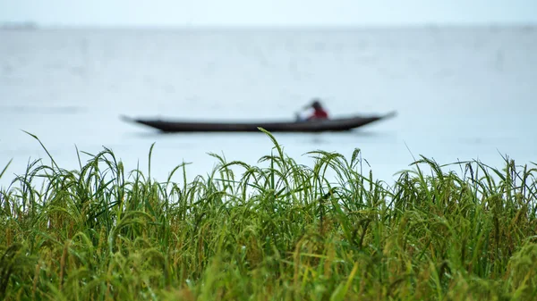 Plante de riz sont cultivés dans l'eau — Photo