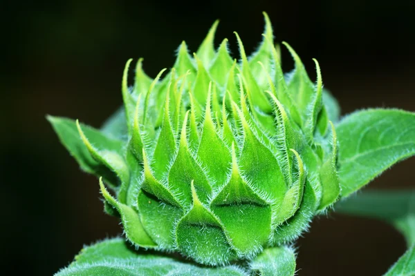 Groene jonge zonnebloemen. — Stockfoto