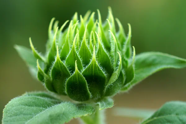 Green young sunflowers. — Stock Photo, Image