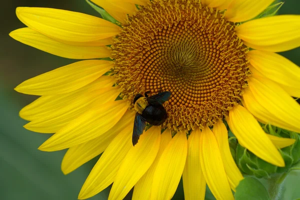 Helder gele zonnebloemen — Stockfoto