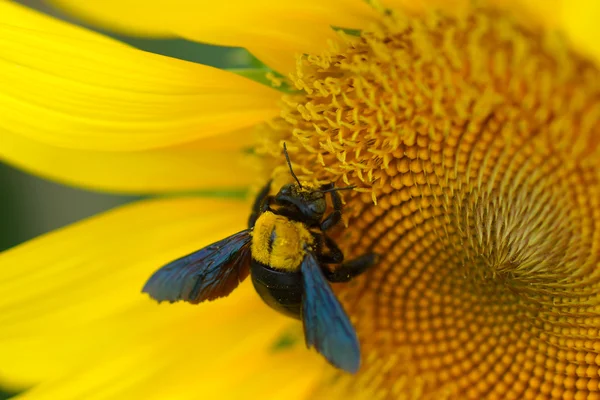 Girasoles amarillos brillantes —  Fotos de Stock