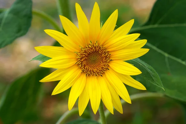 Parlak sarı ayçiçeği — Stok fotoğraf