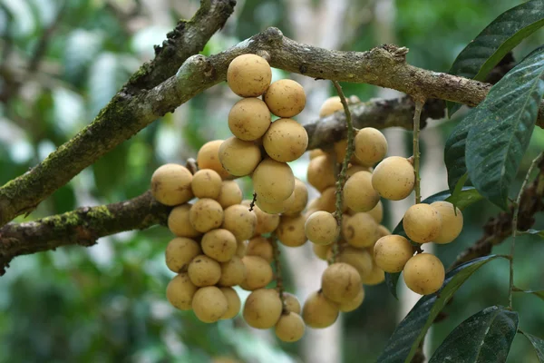 Lange gong fruit op boom in fruit garden.thailand — Stockfoto