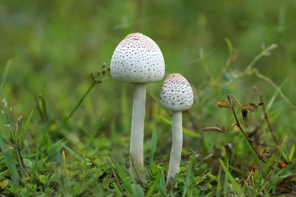 Weiße Giftpilze. — Stockfoto