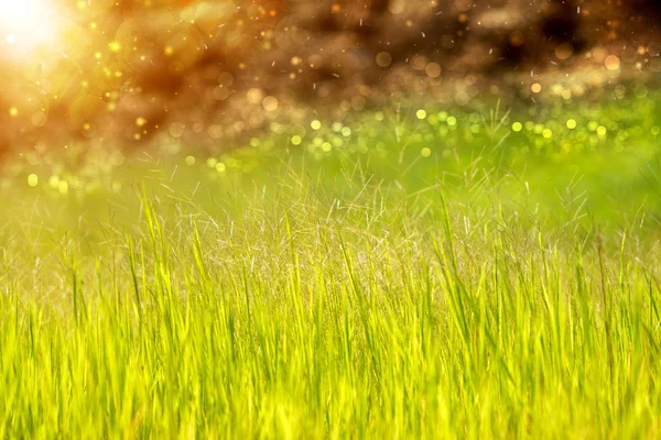 Grama selvagem na natureza . — Fotografia de Stock