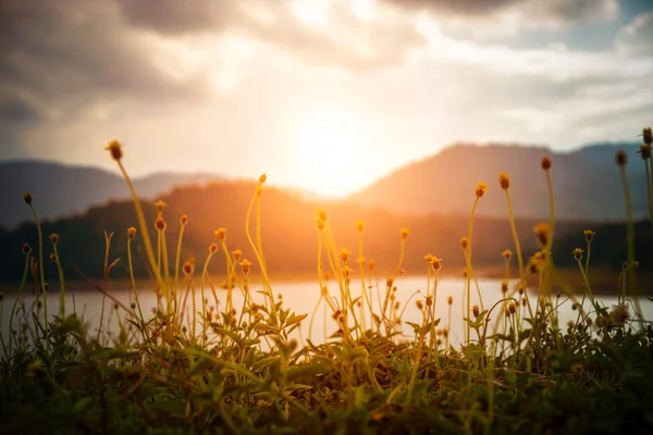 Hierba de flores y la luz del sol en la presa, Tailandia . — Foto de Stock