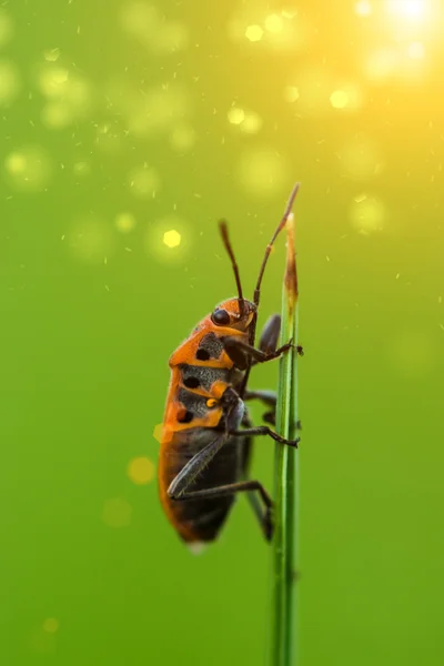 Oheň chyby makro. — Stock fotografie