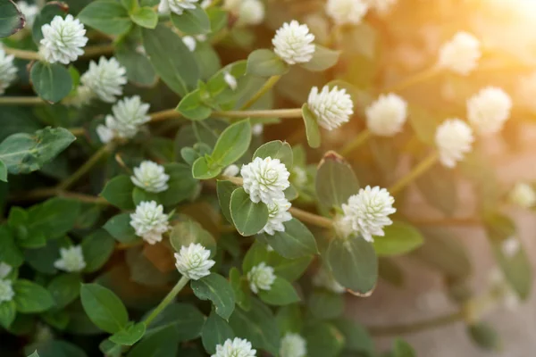 White flower grass in the nature. — Stock Photo, Image