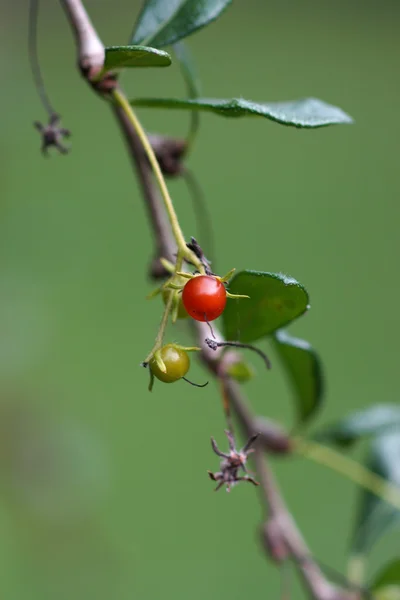 Ovoce carmona retusa (vahl) masam na stromě. — Stock fotografie