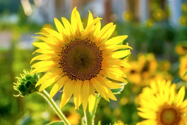 Girasoles amarillos brillantes — Foto de Stock