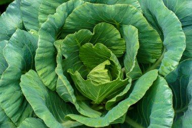 Sebze bahçesinde taze lahana yakın plan.