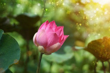 Lotus çiçeği, Tayland.