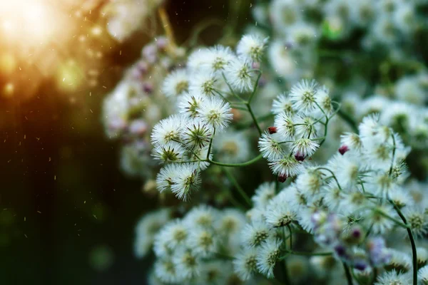 White wild flower. — Stock Photo, Image