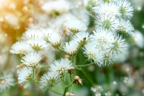 Weiße Wildblume. — Stockfoto