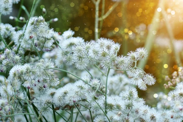 Flor branca selvagem . — Fotografia de Stock