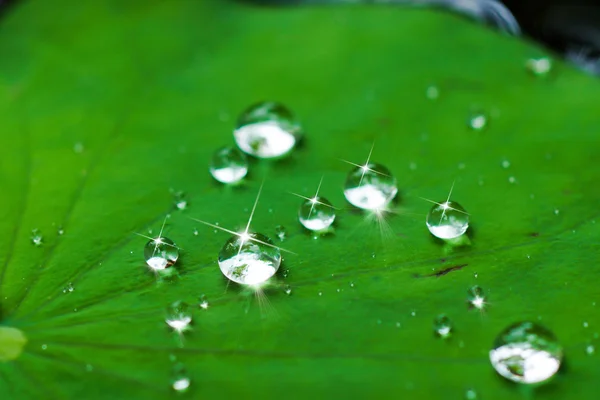 Water drop on lotus leaf. — Stock Photo, Image