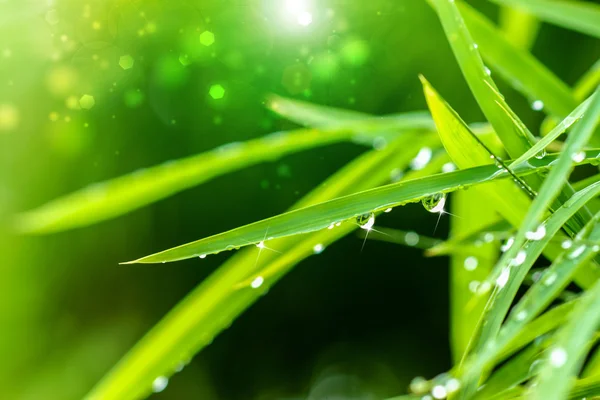 Gocce d'acqua sulle foglie di bambù nella stagione delle piogge . — Foto Stock
