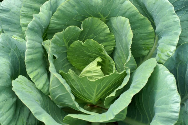Close-up of fresh cabbage in the vegetable garden — Stock Photo, Image