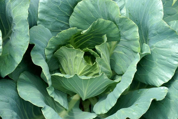 Großaufnahme von frischem Kohl im Gemüsegarten — Stockfoto