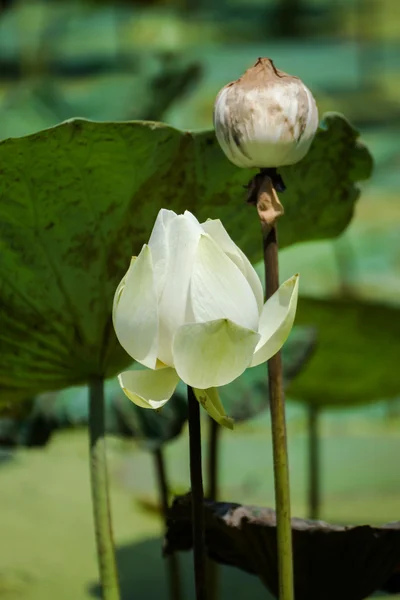 蓮の花、タイ. — ストック写真