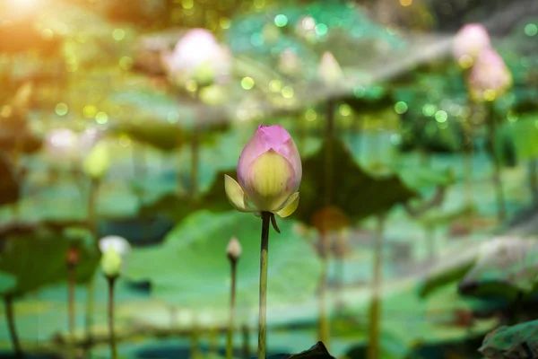 Flor de loto, Tailandia . —  Fotos de Stock