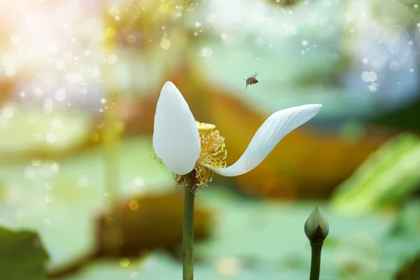 Pollen of the lotus — Stock Photo, Image