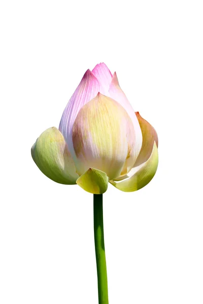 Flor de loto, Tailandia . — Foto de Stock