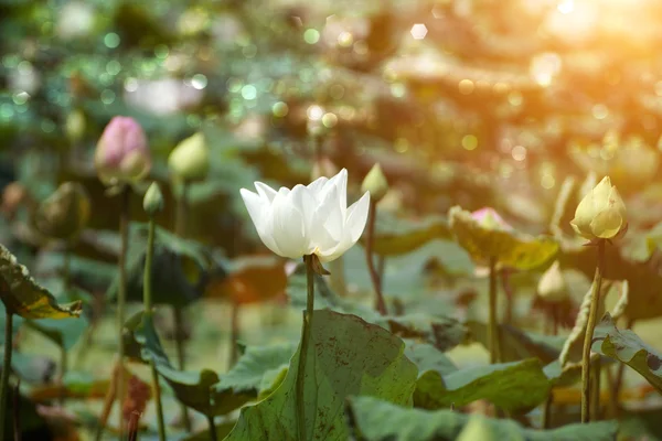 Lotosový květ, Thajsko. — Stock fotografie
