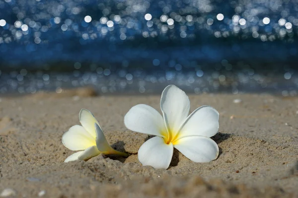 해변에는 아침에 frangipani 꽃. — 스톡 사진