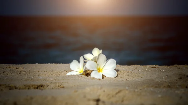 Frangipani flor de manhã na praia . — Fotografia de Stock