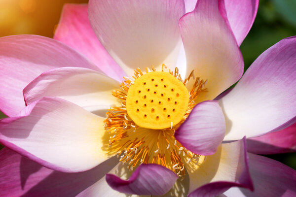 Lotus flower, Thailand.
