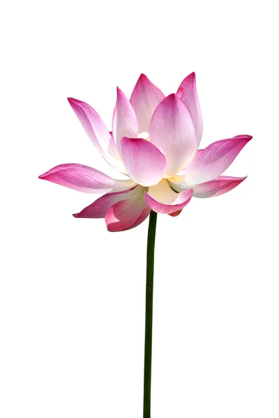 Lotus flower, Thaïlande . — Photo