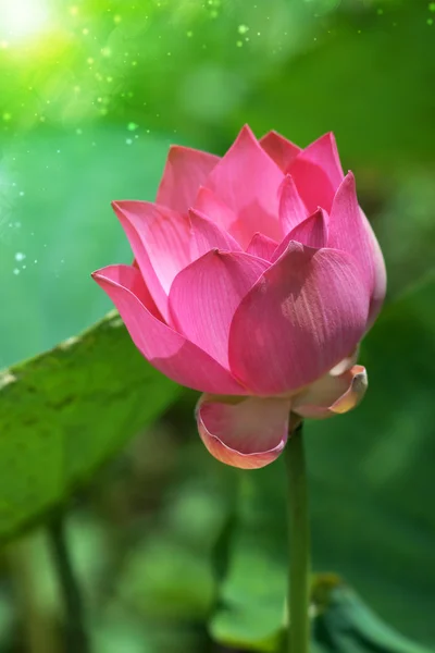 Flor de loto, Tailandia . — Foto de Stock