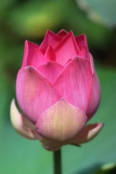 Lotosový květ, Thajsko. — Stock fotografie