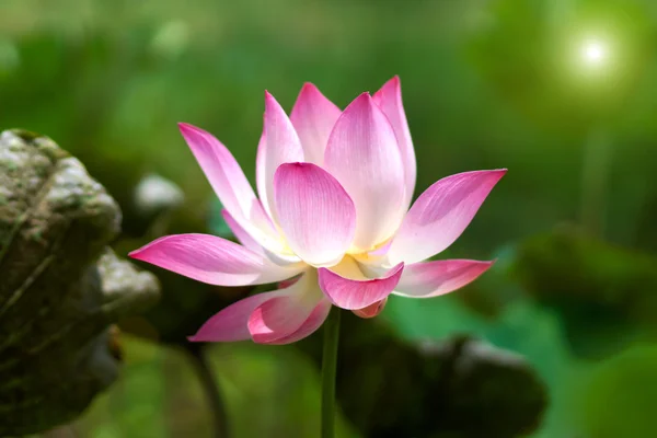 蓮の花、タイ. — ストック写真