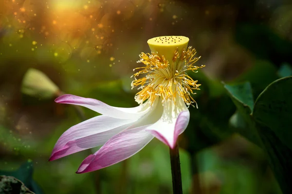 Flor de loto, Tailandia . — Foto de Stock