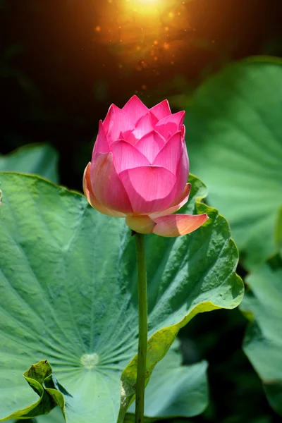 蓮の花、タイ. — ストック写真