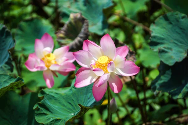 Lotusbloem, thailand. — Stockfoto