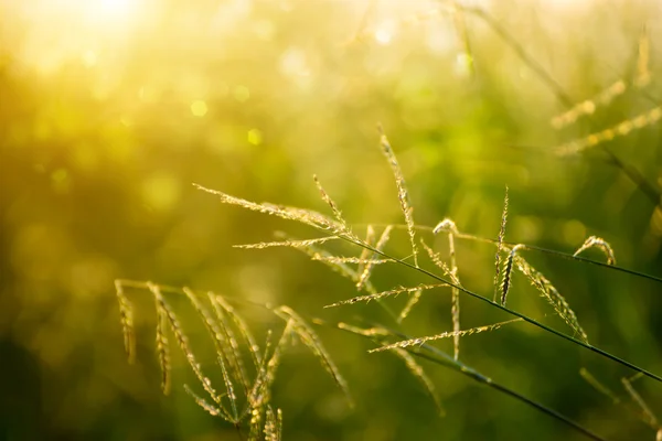 Hierba silvestre en la naturaleza . — Foto de Stock