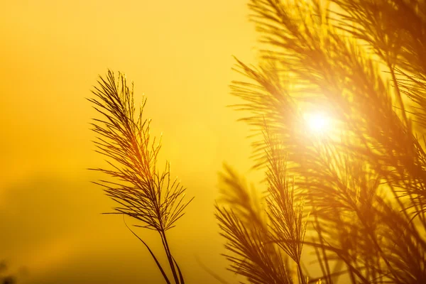 Wilde gras in de zonsondergang. — Stockfoto