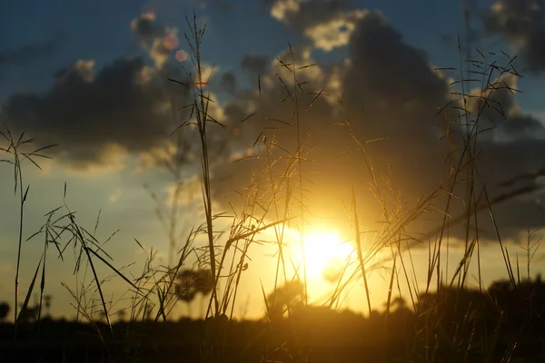 Hierba silvestre en la naturaleza y el cielo puesta del sol . — Foto de Stock