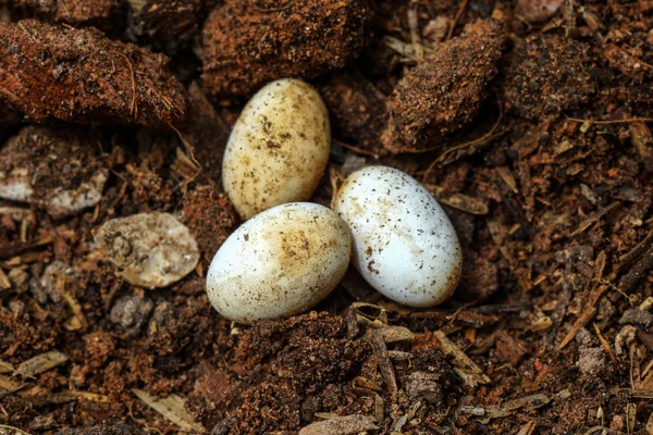 Cobra eggs on the ground. — Stock Photo, Image