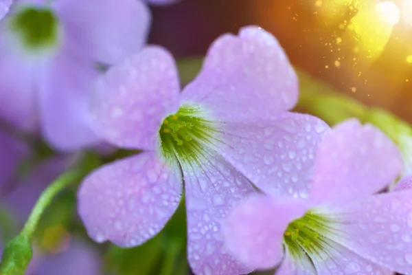 Flor falsa del Trébol. (Oxalis triangularis .) — Foto de Stock