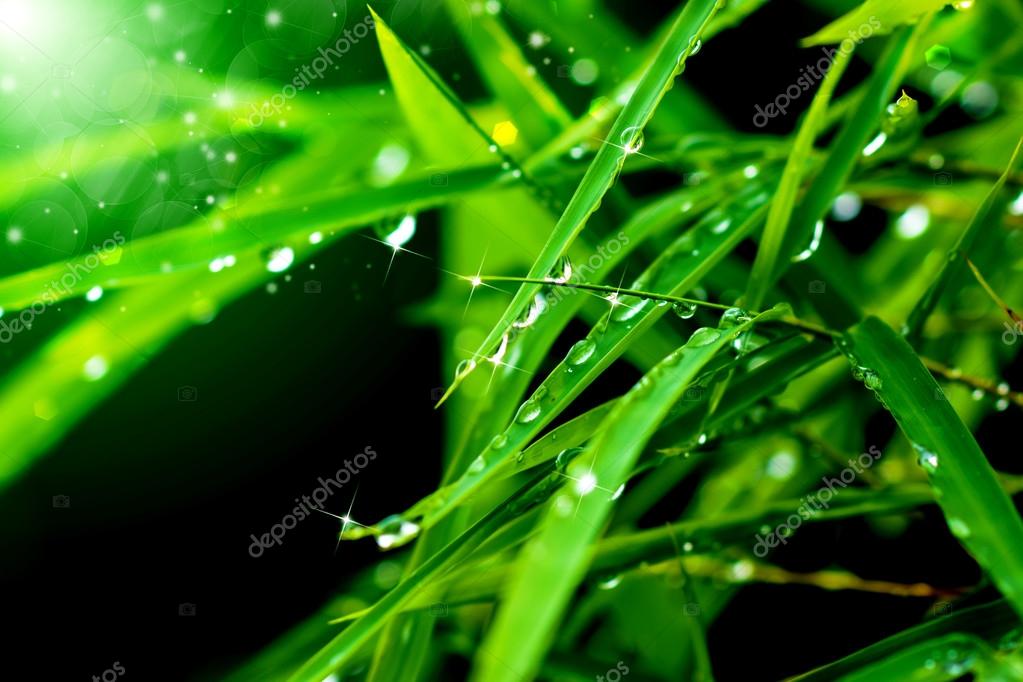 Gotas de agua en las hojas de bambú en la temporada de lluvias .:  fotografía de stock © Noppharat_th #54477315 | Depositphotos