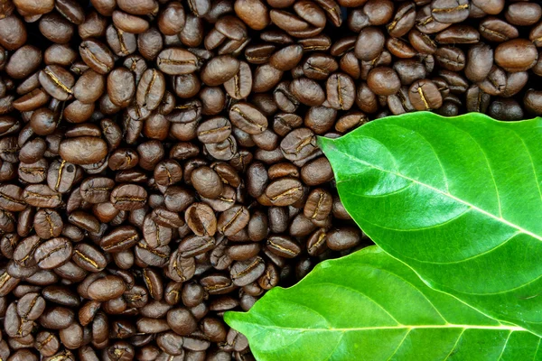 Roasted coffee beans. — Stock Photo, Image