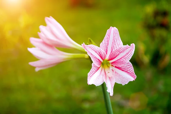 Lindas flores de Hippeastrum — Fotografia de Stock