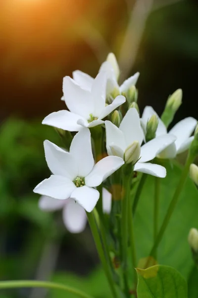 Flor rastejante de Rangoon branco na árvore . — Fotografia de Stock