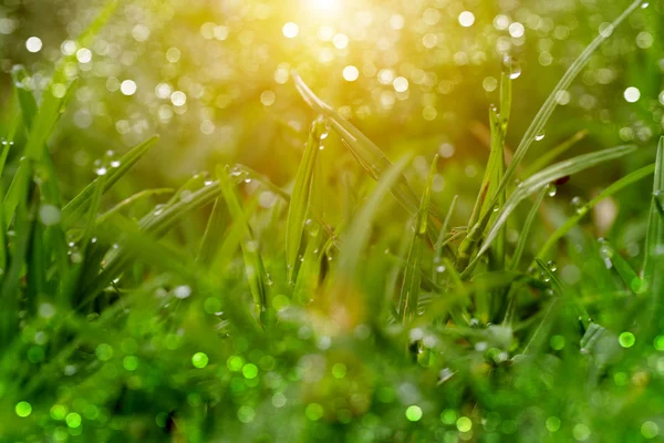 Grass and dew in the garden. — Stock Photo, Image