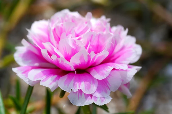 Portulaca Blume im Garten — Stockfoto