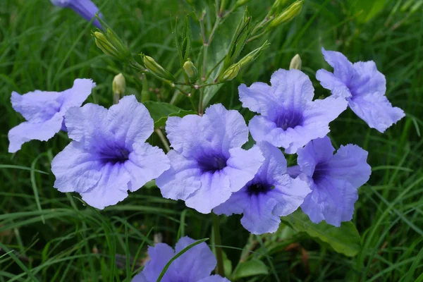 紫の花が咲き朝. — ストック写真